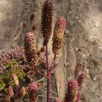 Coleus strobilifer (Roxb.) A.J.Paton